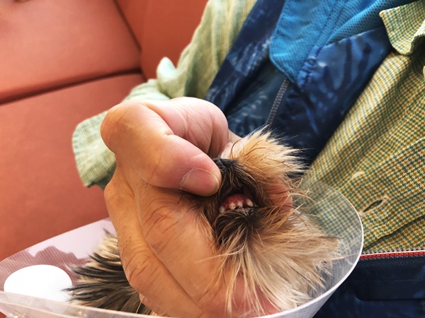 犬 去勢手術 乳歯