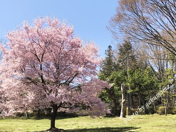 伊香保グリーン牧場 桜